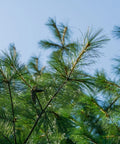 Eastern White Pine