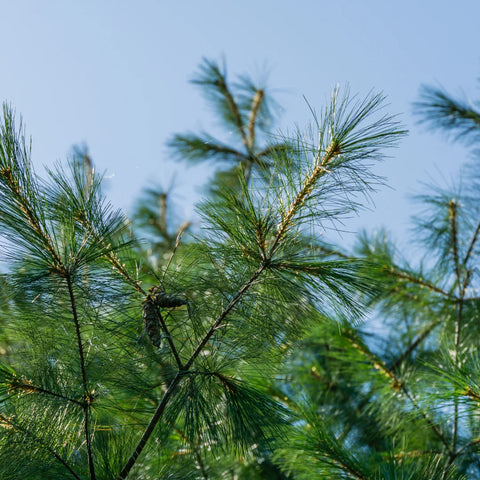 Eastern White Pine