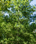 Eastern White Pine
