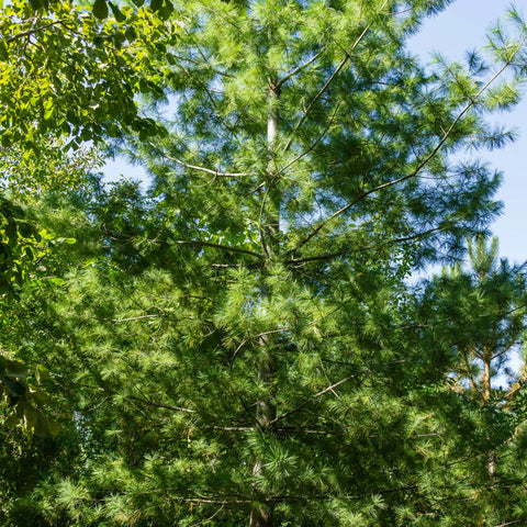 Eastern White Pine