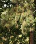 Eastern White Pine