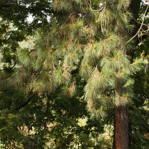 Eastern White Pine