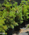 Eastern White Pine Tree