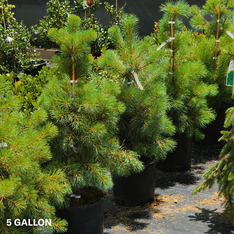 Eastern White Pine Tree