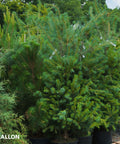 Eastern White Pine Tree