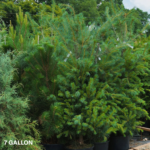 Eastern White Pine Tree