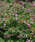 Edward Goucher Abelia