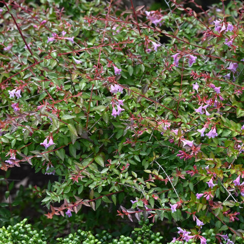 Edward Goucher Abelia