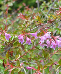 Edward Goucher Abelia