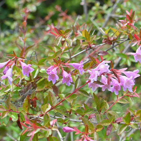 Edward Goucher Abelia