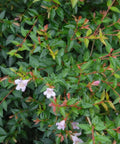 Edward Goucher Abelia