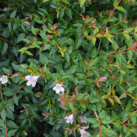 Edward Goucher Abelia