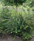 Edward Goucher Abelia
