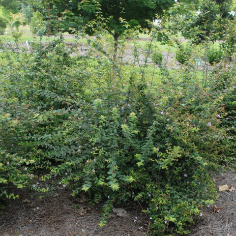 Edward Goucher Abelia