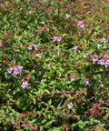 Edward Goucher Abelia