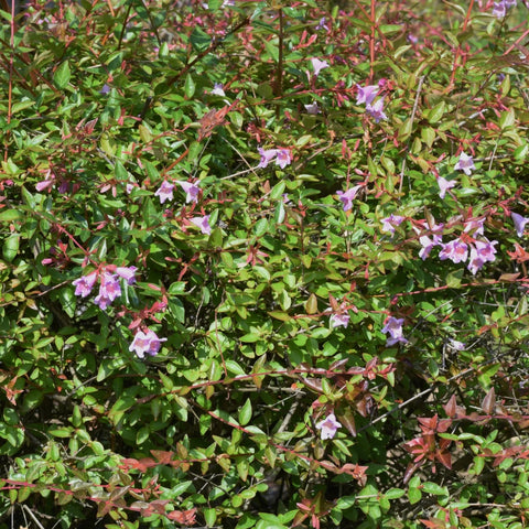 Edward Goucher Abelia