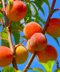 Elberta Peach Tree