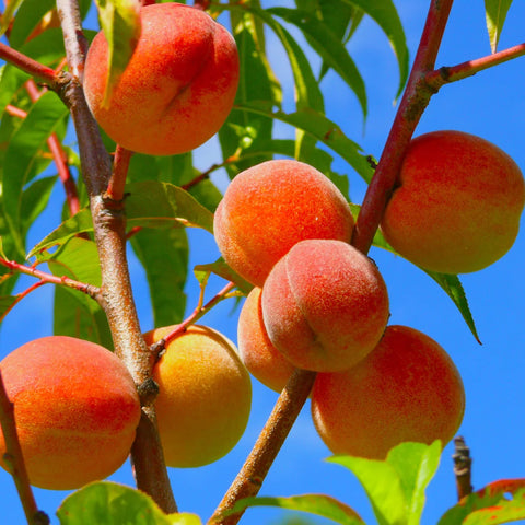 Elberta Peach Tree