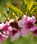 Elberta Peach Tree