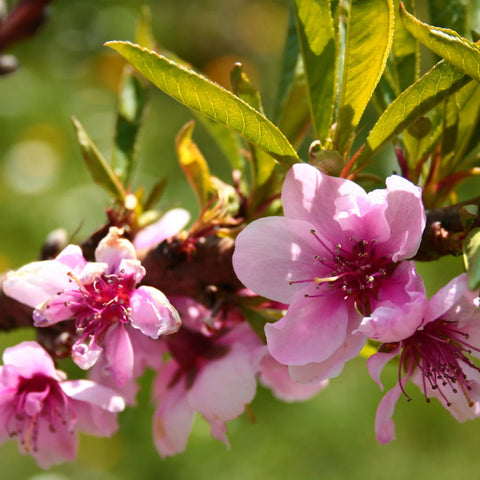 Elberta Peach Tree