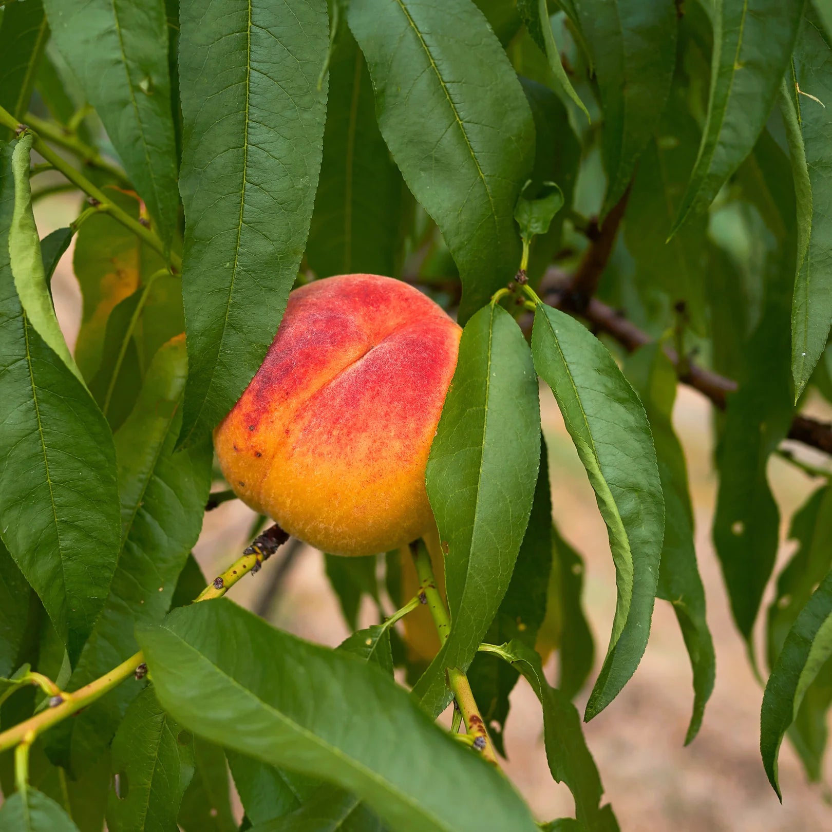 Simply Trees Elberta Peach Tree - Thumbnail 3