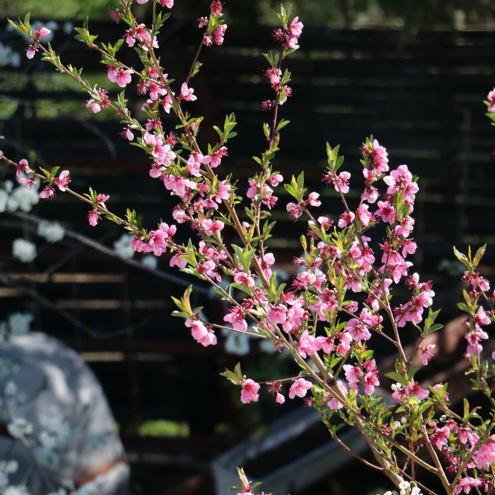 Simply Trees Elberta Peach Tree