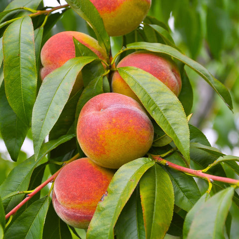 Elberta Peach Tree