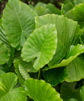 Elephant Ear