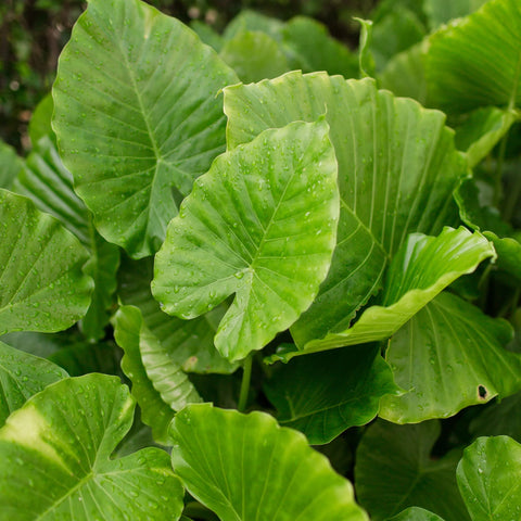 Elephant Ear