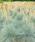 Elijah Blue Fescue Grass