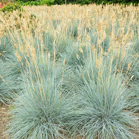 Elijah Blue Fescue Grass