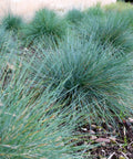 Elijah Blue Fescue Grass