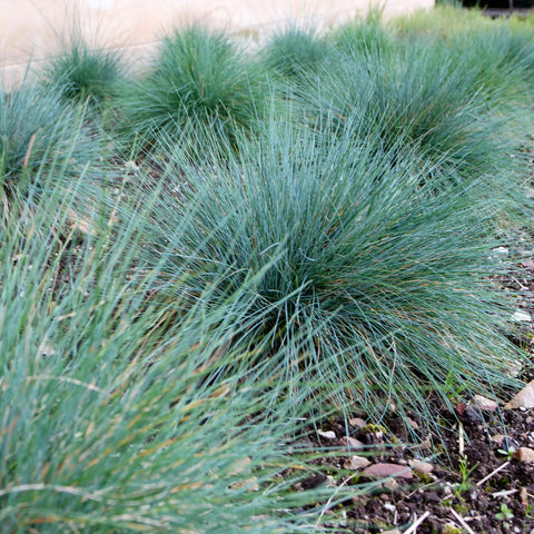 Elijah Blue Fescue Grass