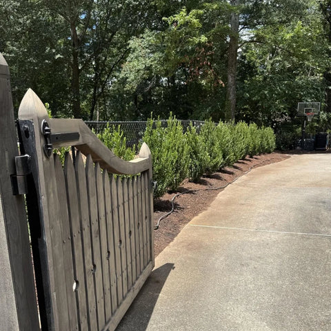 Emerald Colonnade Holly 