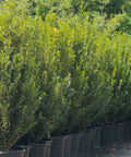 Emerald Colonnade Holly 