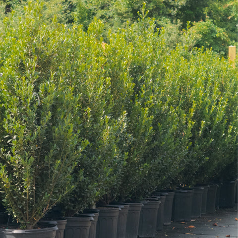 Emerald Colonnade Holly 