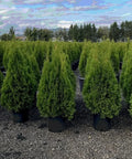 Emerald Green Arborvitae