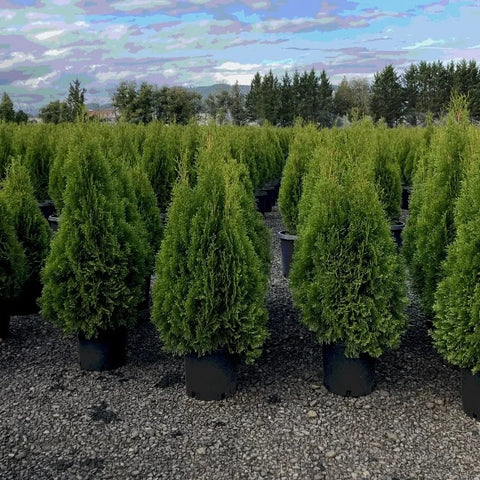 Emerald Green Arborvitae