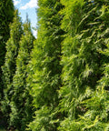 Emerald Green Arborvitae