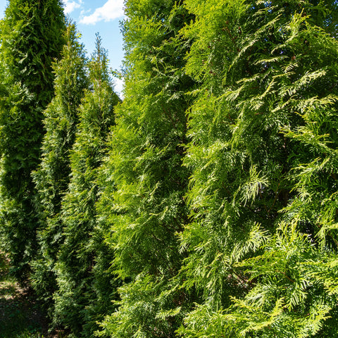 Emerald Green Arborvitae