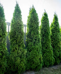 Emerald Green Arborvitae