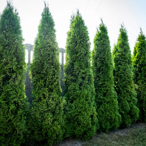 Emerald Green Arborvitae