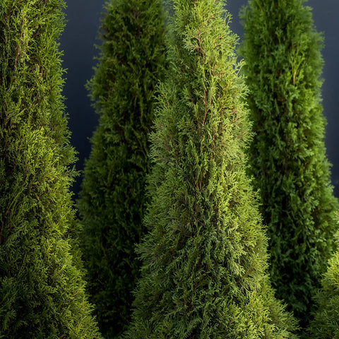 Emerald Green Arborvitae