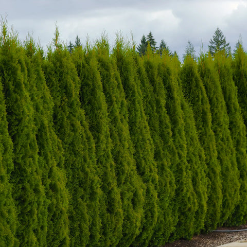 Emerald Green Arborvitae