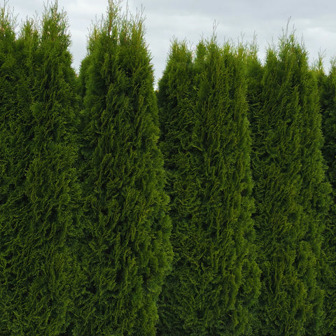 Emerald Green Arborvitae