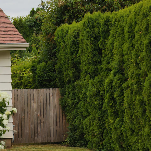 Emerald Green Arborvitae