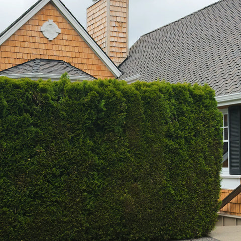 Emerald Green Arborvitae