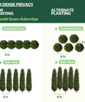 Emerald Green Arborvitae Planting Guide Simply Trees