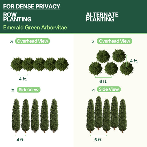 can you plant emerald green arborvitae next to house Buy Emerald Green Arborvitae