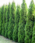 Emerald Green Arborvitae